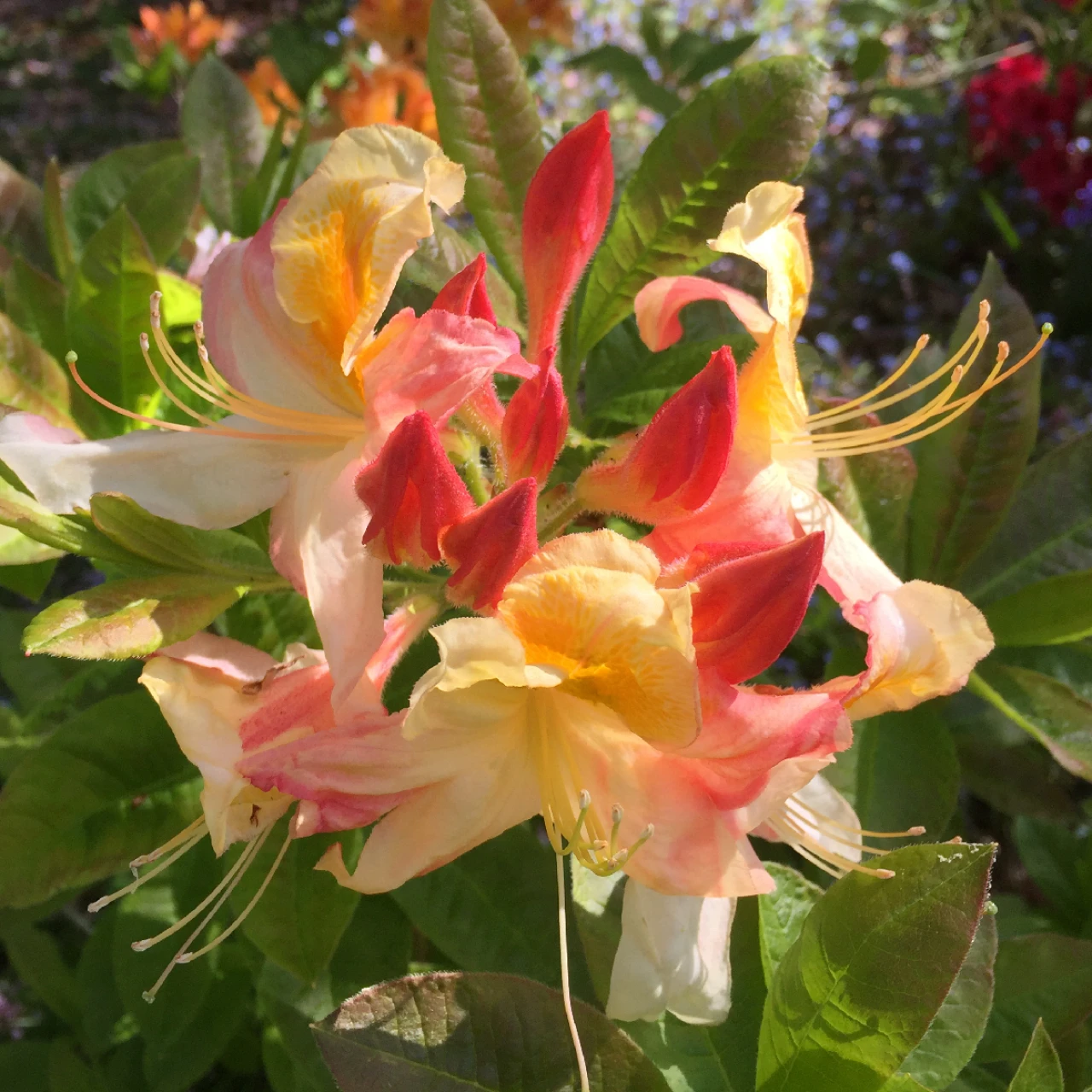 Unknown hybrid